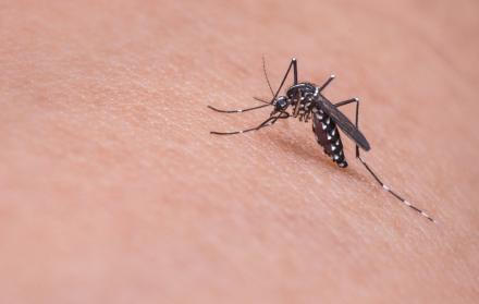Las autoridades recomiendan eliminar todo objeto que sirve para recoger agua de lluvia, ya que estos lugares pueden convertirse en depósito de los huevos del mosquito hembra.