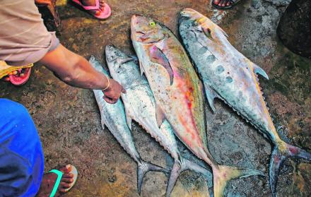 Ecuador es el líder en la pesca de túnidos en esta parte del Pacífico, con 222.580 toneladas.