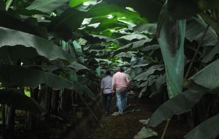 Este sistema permite hacer intensivo un cultivo; más plantas por superficie sembrada.  