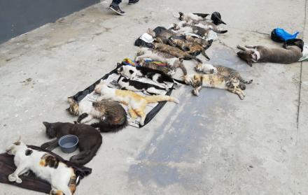 Las mascotas yacían sobre una vereda.