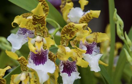 Otro gran motivo para visitar el Ecuador son sus orquídeas.