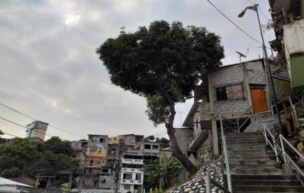 En Mapasingue, varias casas son sostenidas por un árbol. Moradores del sector piden a la propietaria que lo retire.