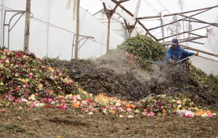 Desecho. Los trabajadores limpian la tierra y apilan el producto malogrado, para luego desecharlo. Los empresarios cuentan miles de dólares en pérdidas.