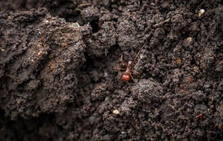 La hormiga tiene un alto valor proteico, según los habitantes del estado de Chiapas.