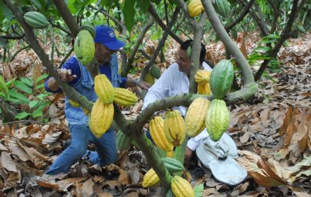 Apertura. El cacao no tiene precio oficial y hoy es el cultivo más importante en extensión del Ecuador.