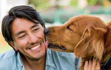 Referencial. Según nuevos estudios de la UNAM, los animales son portadores de la bacteria H. Heilmannii, que ocasiona vómitos, diarrea e infecciones en los seres humanos.