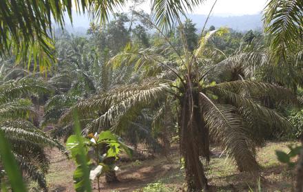 Se busca prevenir el ingreso de enfermedades graves a la planta aceitera.