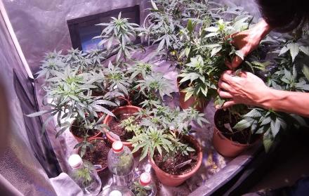 Cultivo hogareño. Para su dueño, Carlos, esto de cultivar cannabis es igual que sembrar cualquier hortaliza, aunque genera mayor cuidado.