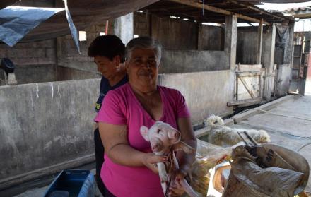 El cerdo nació el pasado viernes en Santa Ana, en Machala. Se cree que sus deformidades se deben al consumo de químicos. (Jhonny Crespo / Expreso)