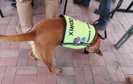 Odrix tiene habilidades para detectar materiales orgánicos.