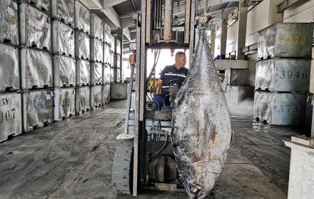Oferta. Un atún de aleta amarilla, de 60 kilos, es desembarcado en la planta de Asiservy, ubicada en Manta.
