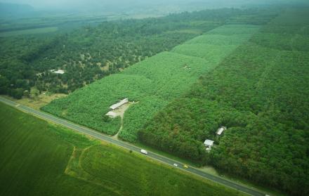 Entre banano y plátano hay registradas en el Ministerio de Agricultura y Ganadería, unas 300 mil hectáreas que generaron el año pasado 3.034 millones de dólares por concepto de exportaciones. Los Ríos (foto) es el mayor productor de banano y segundo de pl