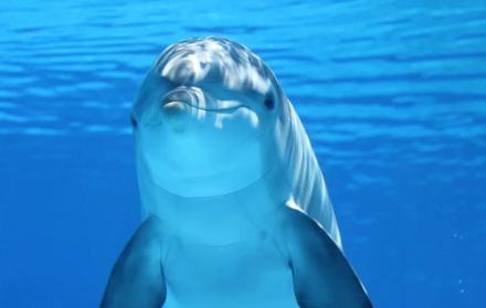 Los delfines son guiados hacia una trampa para matarlos a punta de cuchillo. 
