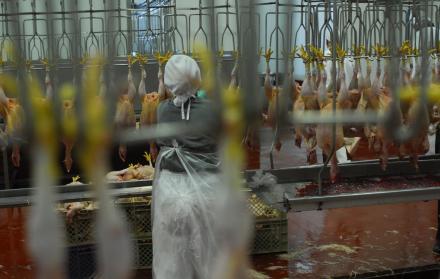 Avícola. La industria ve como una buena opción la reforma laboral para dinamizar el empleo.