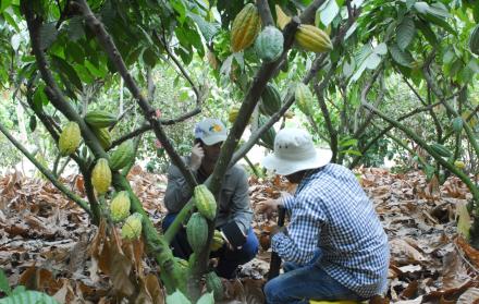 Referencial. Ecuador tiene dos variedades, la nacional o cacao fino de aroma, y el CCN51.