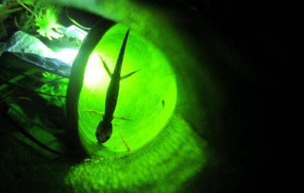 Una pequeña salamandra en el interior de la planta carnívora Sarracenia purpurea.