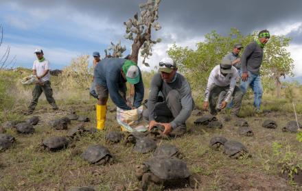 Fotografía cedida por el Parque Nacional Galápagos donde se ve a guardaparques durante la liberación de un grupo de tortugas.