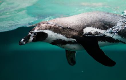 El animal pudo medir casi 1,70 metros de altura, la talla de una persona moderna.