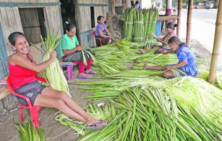 Cultura. En la comuna Dos Mangas realizan el proceso de la paja toquilla.