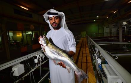 Desde una sala de control en medio del desierto de Dubái se recrean los amaneceres y atardeceres de Noruega y las frescas corrientes del Atlántico para producir salmón. Bader bin Mubarak, director ejecutivo de Fish Farm, sostiene un ejemplar criado en sus