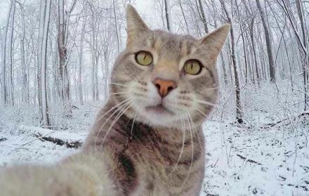 El felino acumula más de 530.000 seguidores.