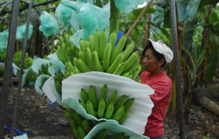 El alemán es el mercado que tradicionalmente ha comprado banano ecuatoriano -de mejor calidad que el de la competencia-.