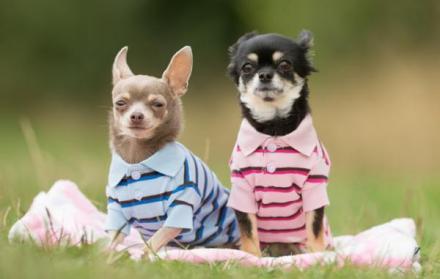 Referencial. Las personas tienden a humanizar a sus mascotas por carencia afectiva en el hogar.