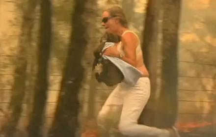 Mujer arriesga su vida para rescatar a un koala