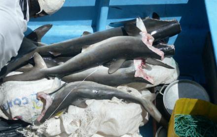 Pesca de tiburones decomisada.