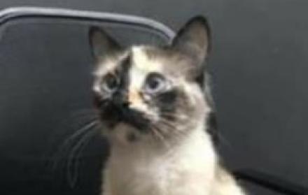 El heroico felino saltó sobre el pequeño y lo alejó del peligro.