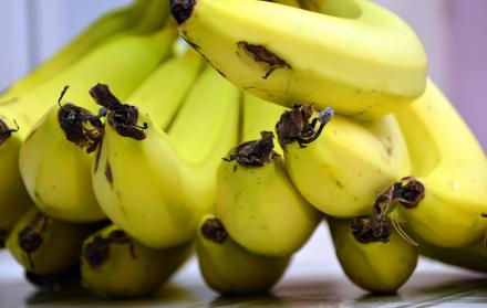 El banano es uno de los principales productos ecuatorianos de exportación.