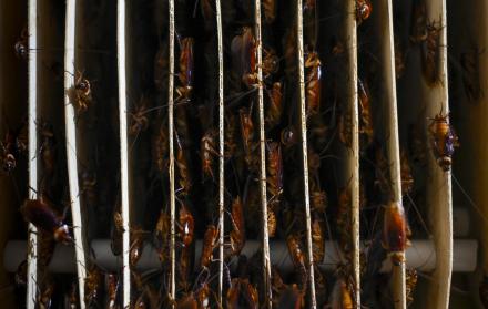 Imagen referencial. Cucurachas sirven como alimento en la industria asiática.
