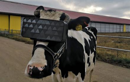 El experimento fue realizado por desarrolladores rusos en donde utilizan unos cascos que medirían la productividad de las vacas lecheras.