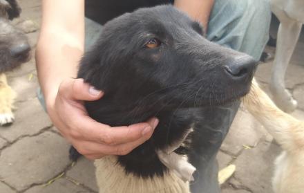 Negrita, de entre la basura, llegó a Lucky para recibir amor.