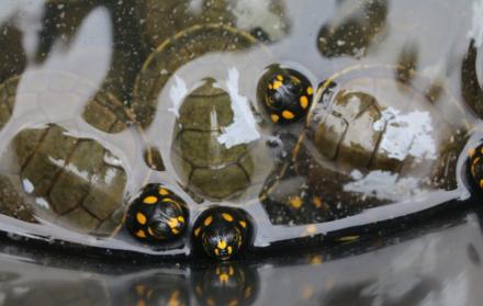 123 crías de tortugas gigantes fueron robadas. 