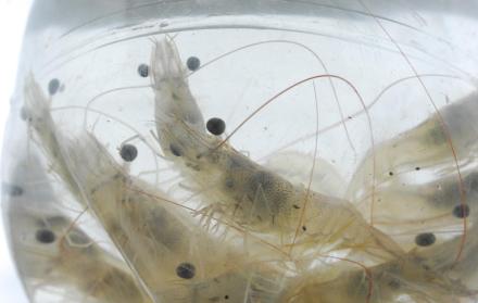 El ministro de Comercio Exterior señaló que Ecuador es el primer proveedor de camarón para China y las ventas superan los $ 660 millones.