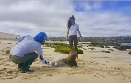 La asistencia veterinaria se brindó a 21 especies en las Islas Galápagos.