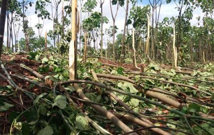 Imagen referencial. Plantación de Teca y Balsa en Los Ríos.