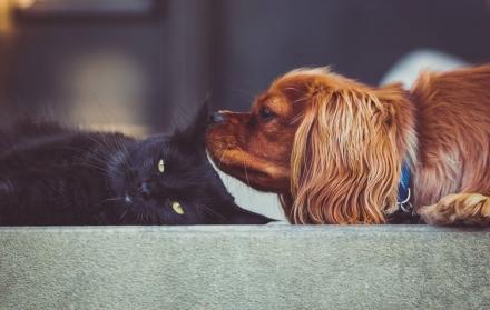 Referencial. Las mascotas necesitan cuidados y atención
