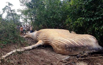 Hallan una ballena jorobada en un manglar de la Amazonía brasileña 