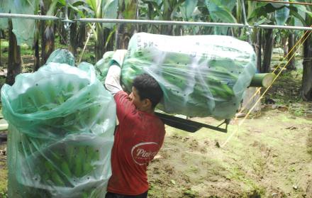 Haciendas. En las fincas de Valencia, Los Ríos, se cortan los racimos de guineo, ya que están en su punto óptimo de maduración.