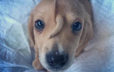 El pequeño can fue rescatado de la nieve, tras ser abandonado.