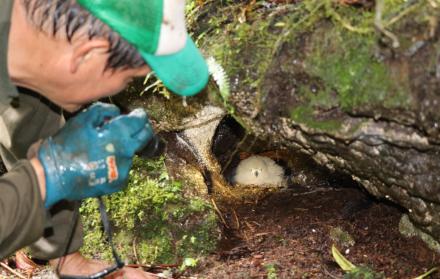 Durante los recorridos, los guardaparques van registrando lo que ocurre en el interior de cada nido.
