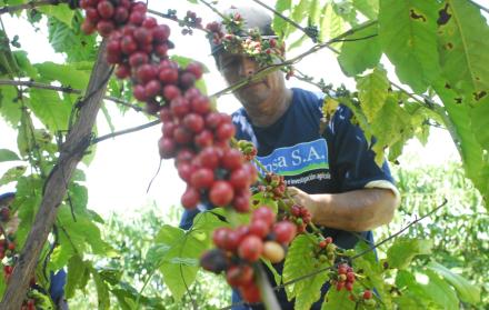 Producción. La variedad robusta era la opción para Ecuador, pero no hubo el apoyo prometido.