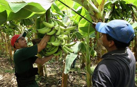 Las autoridades sanitarias rusas informaron que detectaron en un cargamento de plátanos de Ecuador moscas jorobadas que pueden transmitir el vibrión del cólera. 