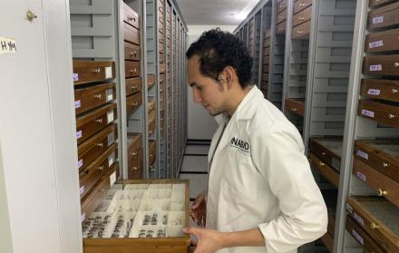 Cuidado. El investigador Alex Pazmiño, en el Instituto Nacional de Biodiversidad, expone las muestras de las hormigas que fueron analizadas.  