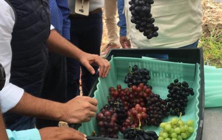Las uvas de la provincia de Santa Elena se exportan a Colombia y a Europa.