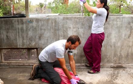 Se trató de una lechuza y un lobo marino que fueron rescatados en malas condiciones de salud. Una tortuga no logró sobrevivir.