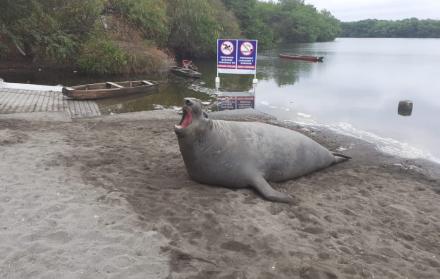Es la primera vez que un elefante marino visita la orilla de Puerto Hondo.