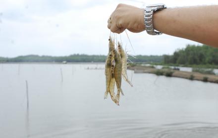 China aplicó el lunes pasado esta restricción a lotes de exportación de cinco empresas ecuatorianas, bajo el argumento de un reforzamiento de control en temas sanitarios. 